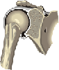 shoulder